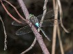 Anax parthenope male-190030